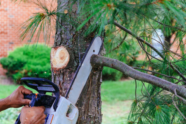 Best Arborist Consultation Services  in Burbank, IL